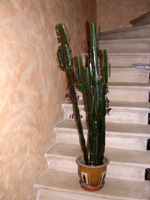 cactus euphorbia