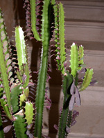 cactus euphorbia